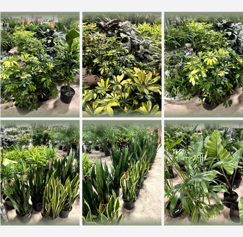 Designer’s Choice Plants-GAB001D
